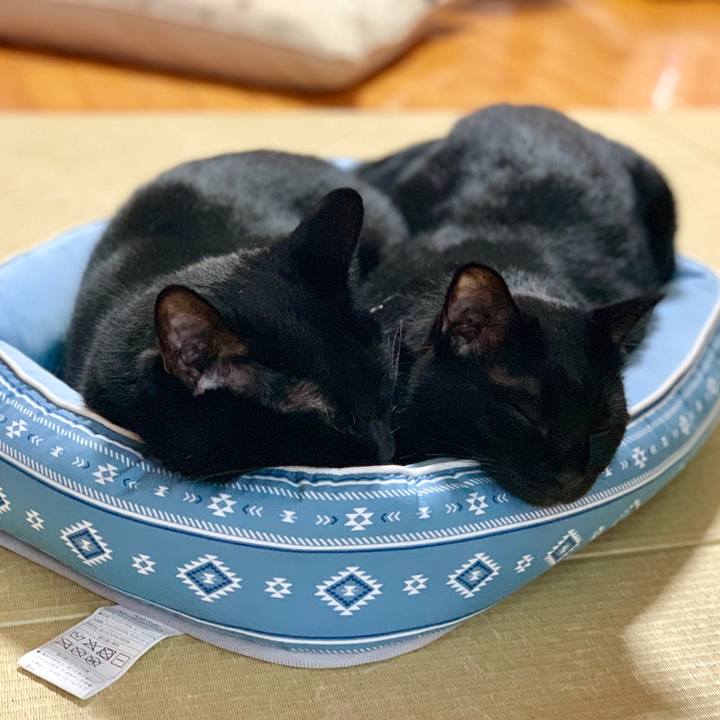 069b779f a688 498c 9db1 272241b57378 1565597965060