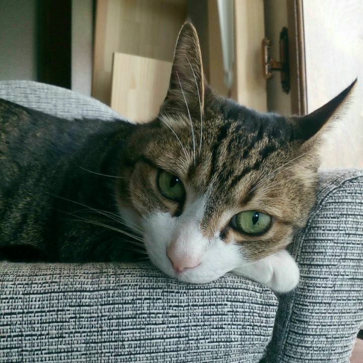 069bc59d 198f 46f2 95fc 94e75947b8f3 1527036910518