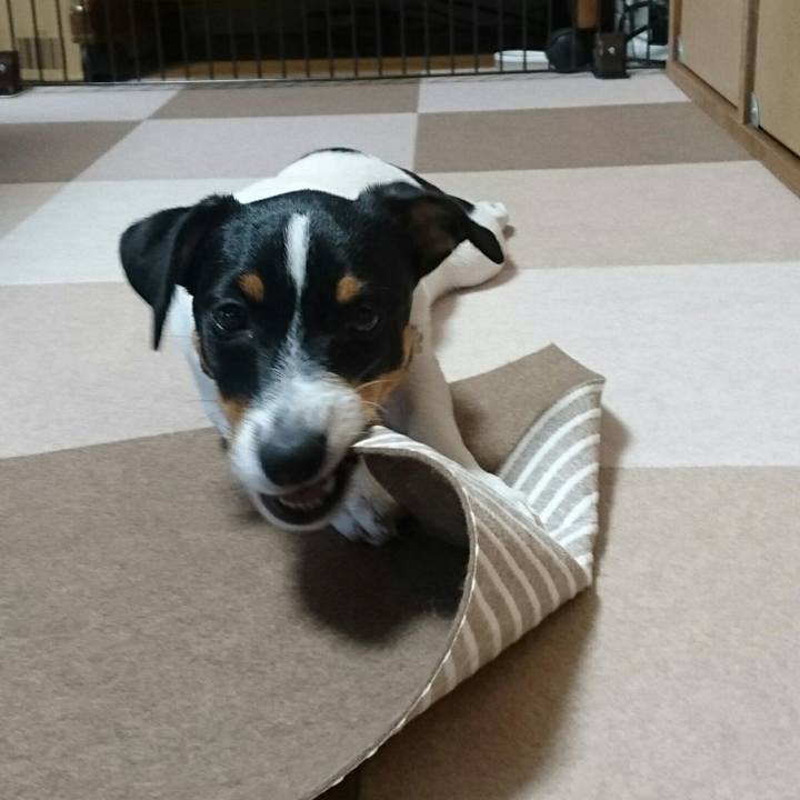 069c3807 8a91 4303 82e9 1d2e0842d7c9 1513153930405