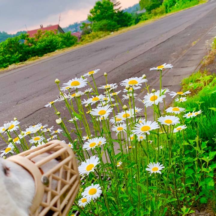 069d0d78 0fa9 4e86 9bd5 618d6071f49f 1559595267817