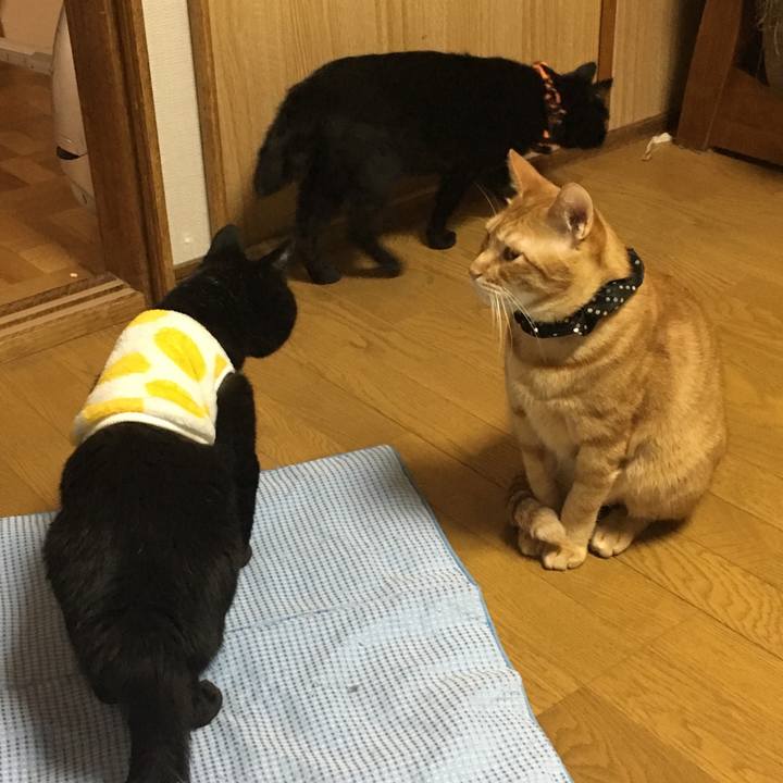 069d630f ecd0 429e a81b e00821ca35b9 1539604881490