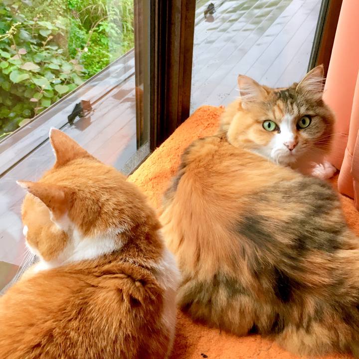 069d631d 84a8 4f00 b09a c497b7fa9838 1563781601484