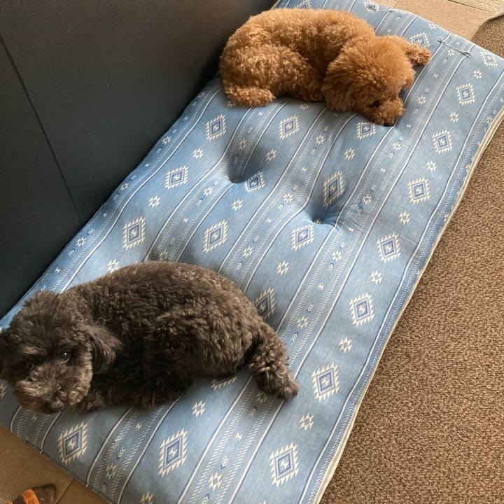 069ef735 0c1b 4568 861f 78bc49de278f 1624415610415