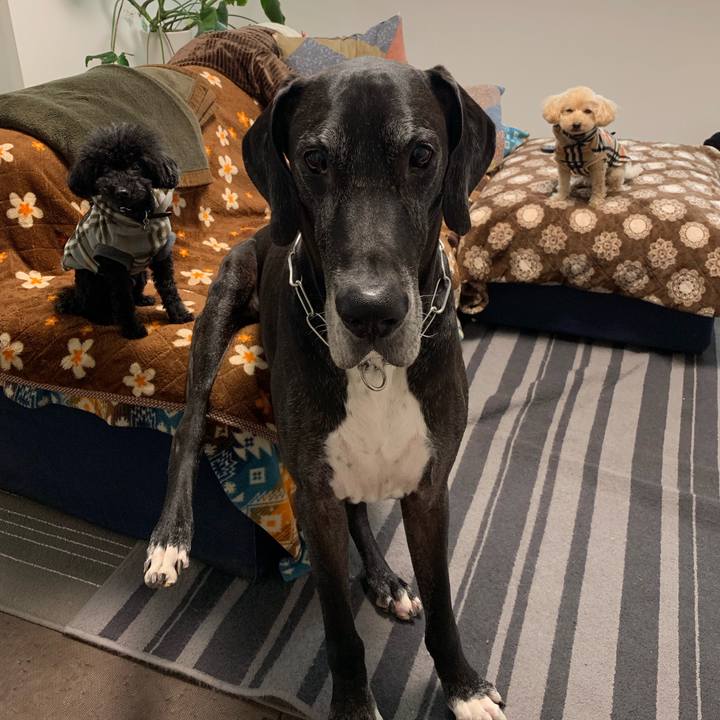 06a2f44b e538 4376 a011 0b4219c42702 1545864568199