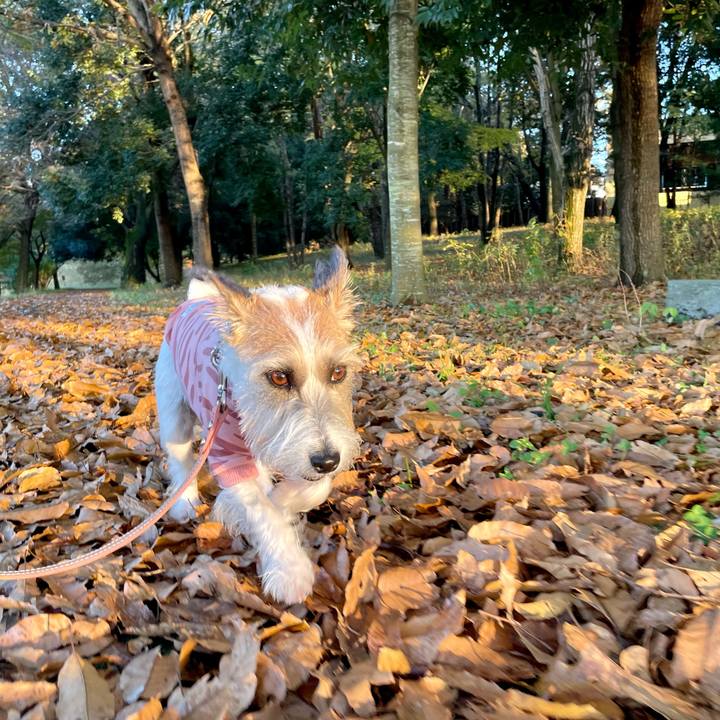 06a3e517 5195 4236 bef4 59cf286430a1 1669017724298