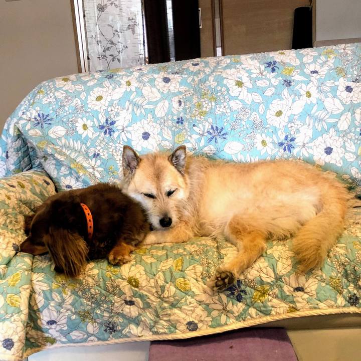 06a48d21 0c0f 4038 8bfc bac9151e93aa 1558154278448