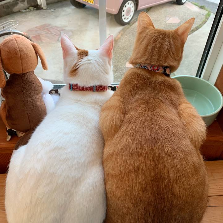 06a52c2c 83b0 4430 af71 d45f6ff4ee63 1555278059919