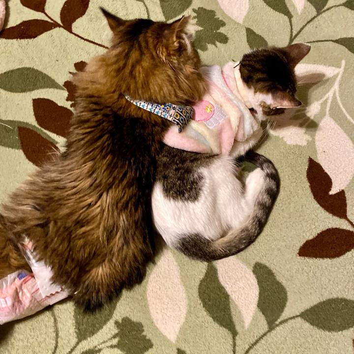 06a8c870 fb28 4a5a 8066 8ec41f2cc0d2 1706706295677