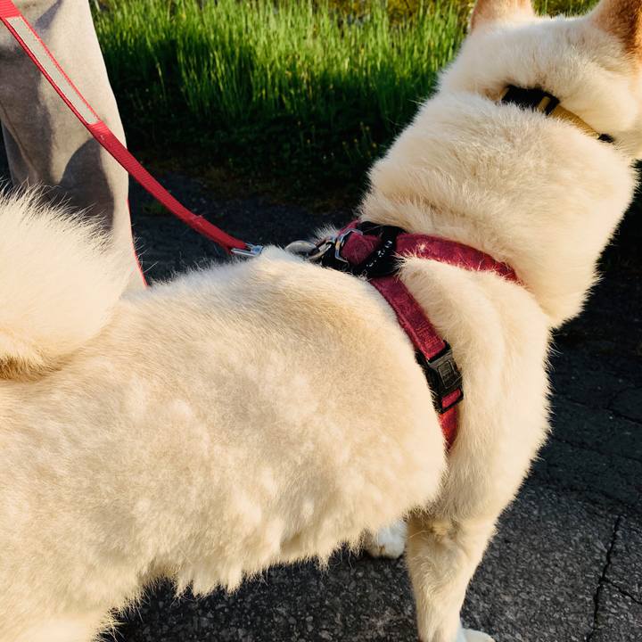 06ae7ec6 0fec 4e2b 91a0 f437f4d39971 1590266295496