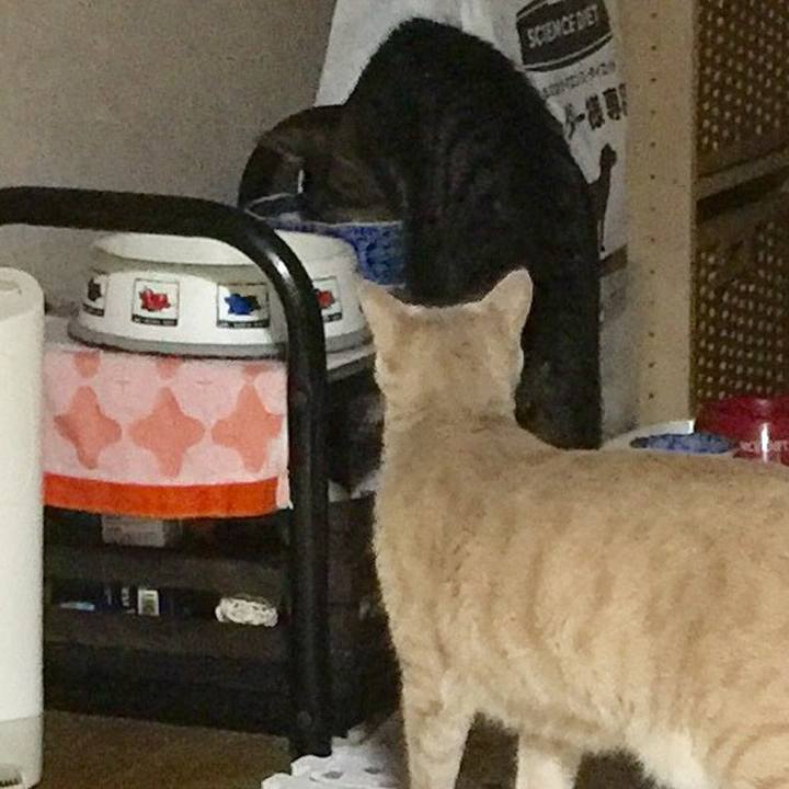 06b1c569 580c 4086 91d7 6503fb190d0a 1533896985349