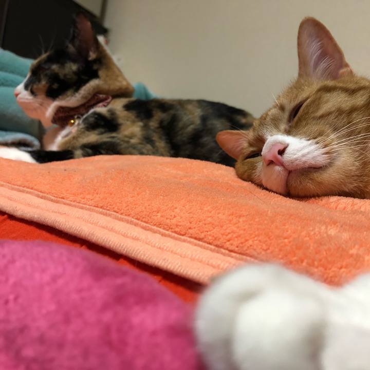 06b39d7c 6335 404d b3dd 6ac6ebb4d077 1554723604078