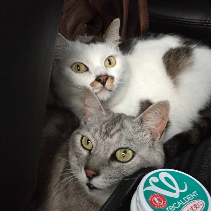 06b44421 bb3b 4a84 8870 bb5ca1188b09 1552805414766