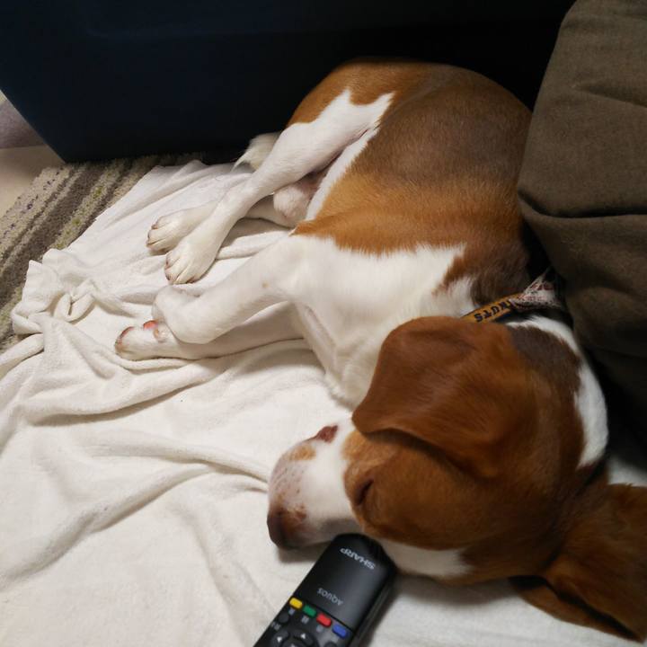 06b52f36 55ea 42e3 85a0 c1ea015ddaa2 1590590064956