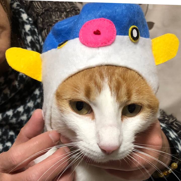 06b6a6be 35fc 44ab 91d6 396764a97f4b 1544357003729