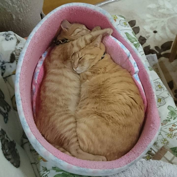 06b7cbaf 3a73 4260 b01a 2948ad57f4fd 1543526097767