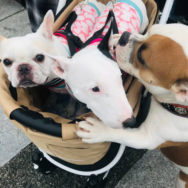 06b8a47a a51e 40b5 b557 1b5c64401632 1539758154598