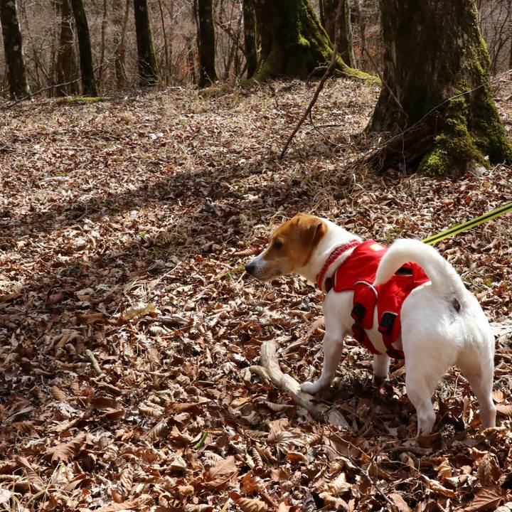 06b8be90 0cc3 495c ac5f e42b6dd7f065 1552112981952