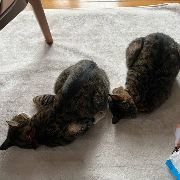 06b9f5ac 9ac6 43ed 9306 31f9a6dc8b63 1736832247316