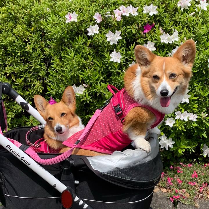 06bb481c c608 401c b74f c1a25be765db 1618284938648