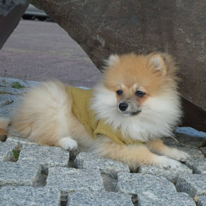 06bbfe73 7d86 4ee6 88b1 9e191e5ae434 1513006154032