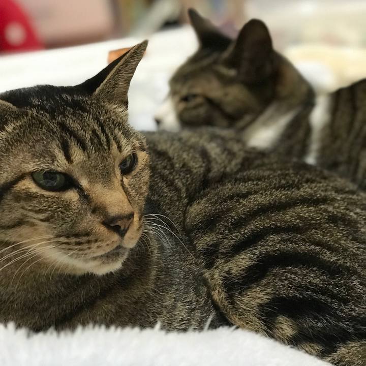 06bede2a eea5 445f 8084 796b40c8ccd8 1511313466080