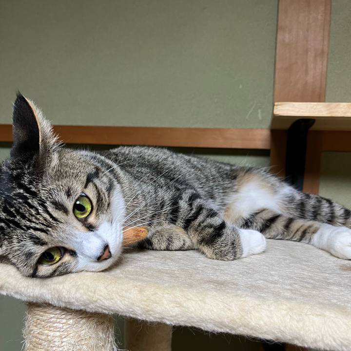 06bf8a59 1f69 455f a2be 61f7380e9bea 1754352695842