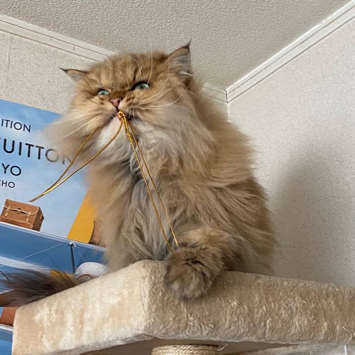 06c06fe1 b023 40fe 8f6d 6c1dda3f22ae 1585876586125