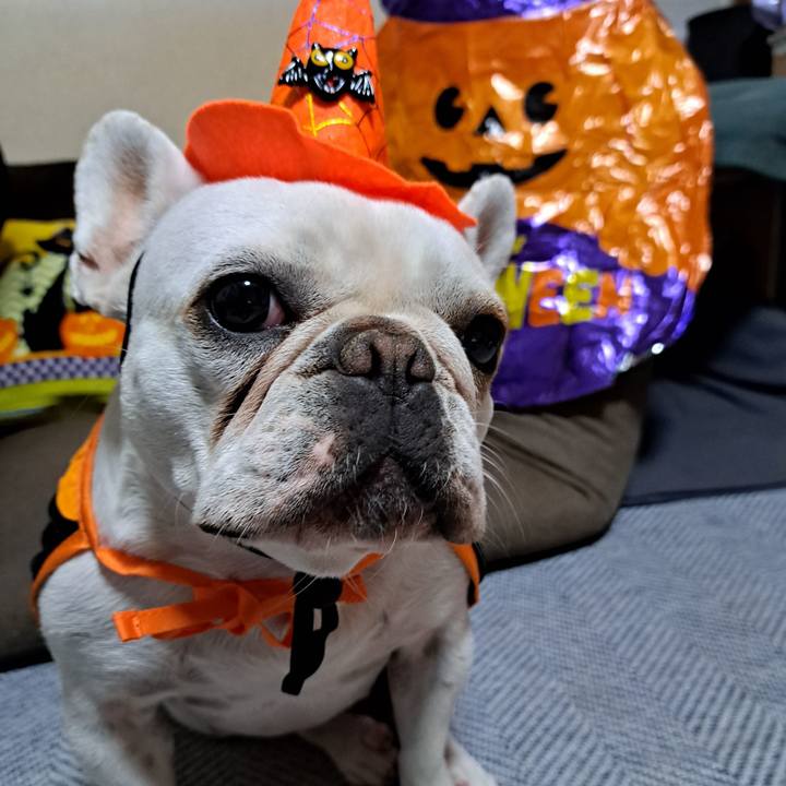 06c0aa3b 7d6f 45e2 9de8 4d7e4e78c254 1698707150652