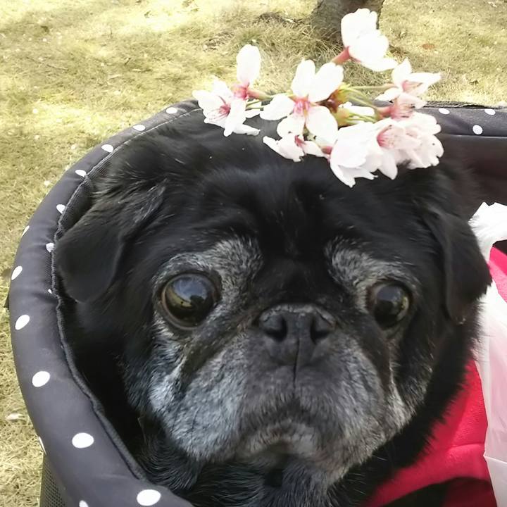 06c20db6 0f01 4e77 a8c6 8b0116c428bf 1523103183811