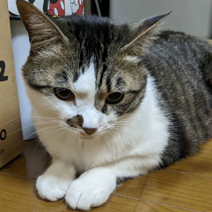 06c32c71 650e 41b0 87a2 84e54836b3e1 1680266729930