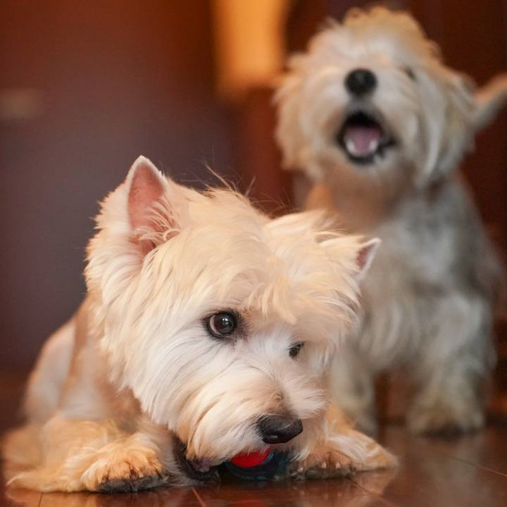 06c79499 1d43 4559 938d 343609fdc989 1533691399549