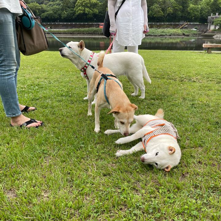 06caf3c1 b022 4188 931a b4639a036634 1655645694787