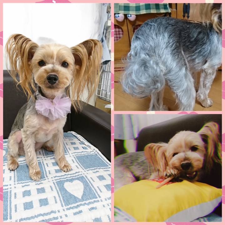 06cc2583 26d4 4966 b65f b462f14da782 1556606863755