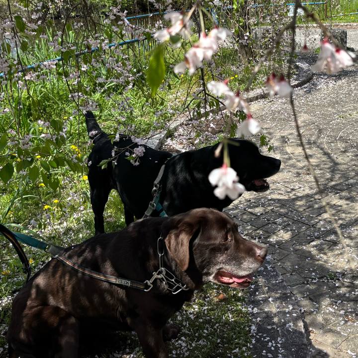 06cc5dd8 aff0 4e32 9a7a 9e367a656eb2 1776165785874