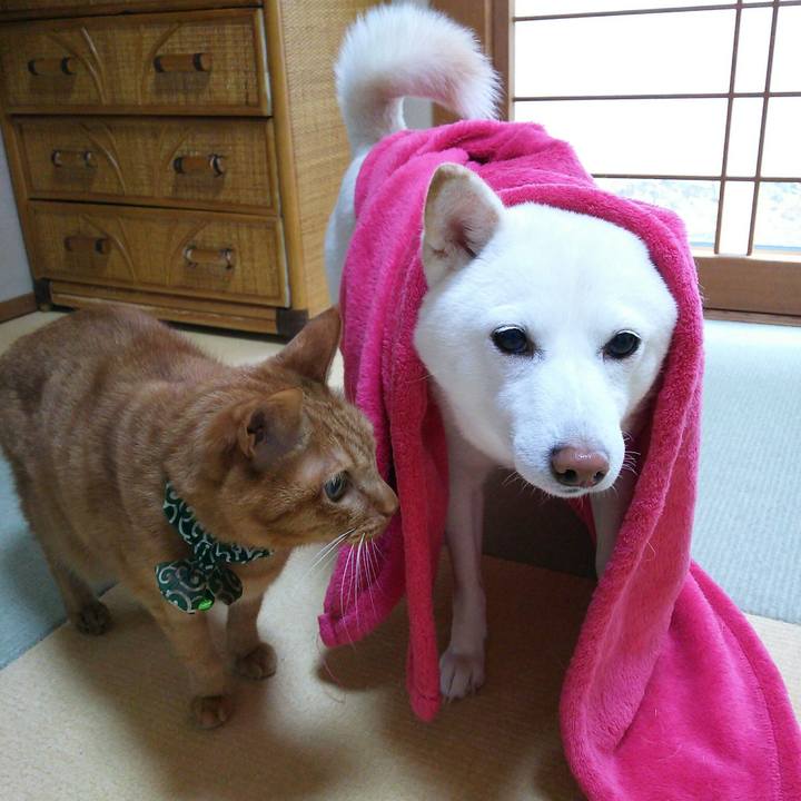 06cf566c d2a2 4c57 bf29 18f53426e672 1544142237126