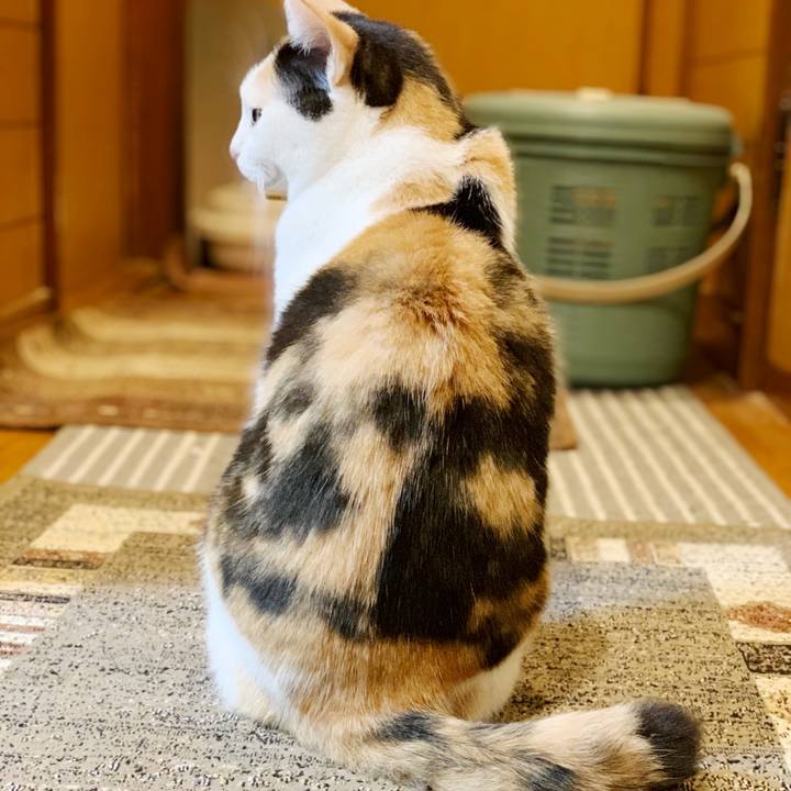 06cf9d3b 54fd 4131 9d75 84081b349bb6 1540432939047