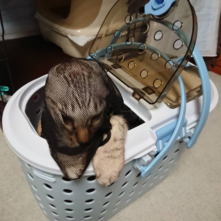 06d532d2 e7de 436c b1a6 53f0dfc6fb1d 1561802147711