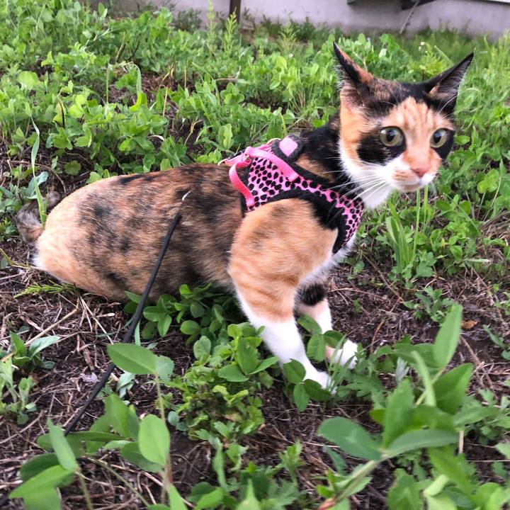 06d64d06 4682 48e3 83ec b619a675bcd7 1529667685478