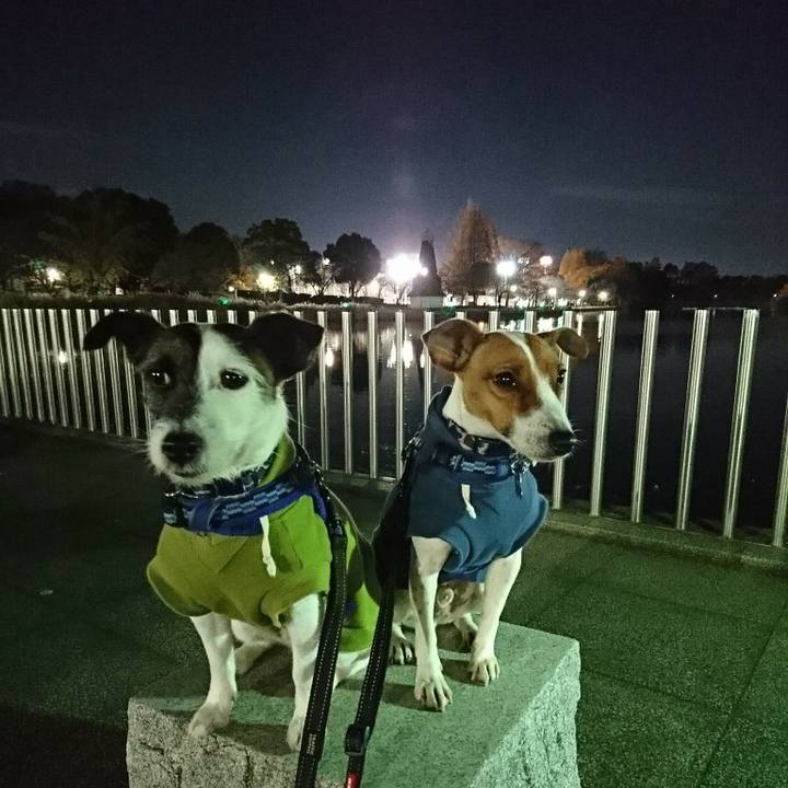 06d684ca 7736 4305 ac0b 067caf72d84c 1544263987312