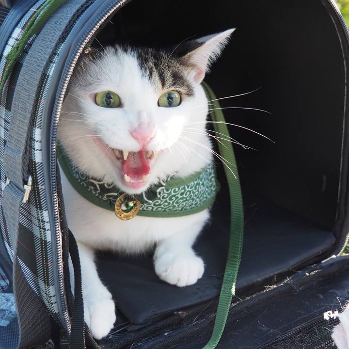 06d95eba 8672 4c43 89aa a6ecf2865dd7 1572712830731