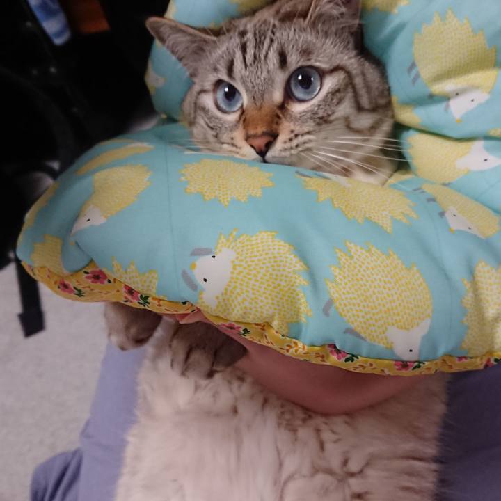 06d9a088 eadd 43ed 94c0 54f7818d3879 1565004415729