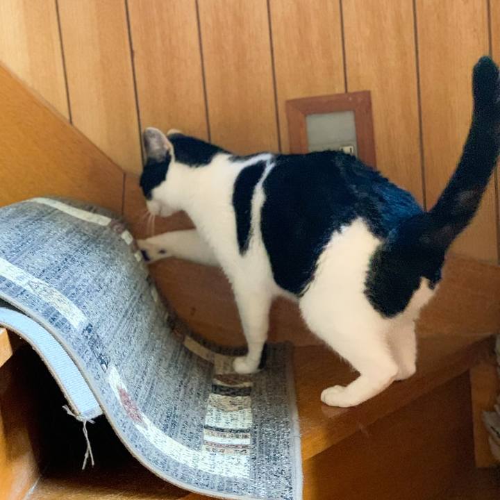 06da512a 7e22 42b2 9193 0352b0fa3406 1573436457821