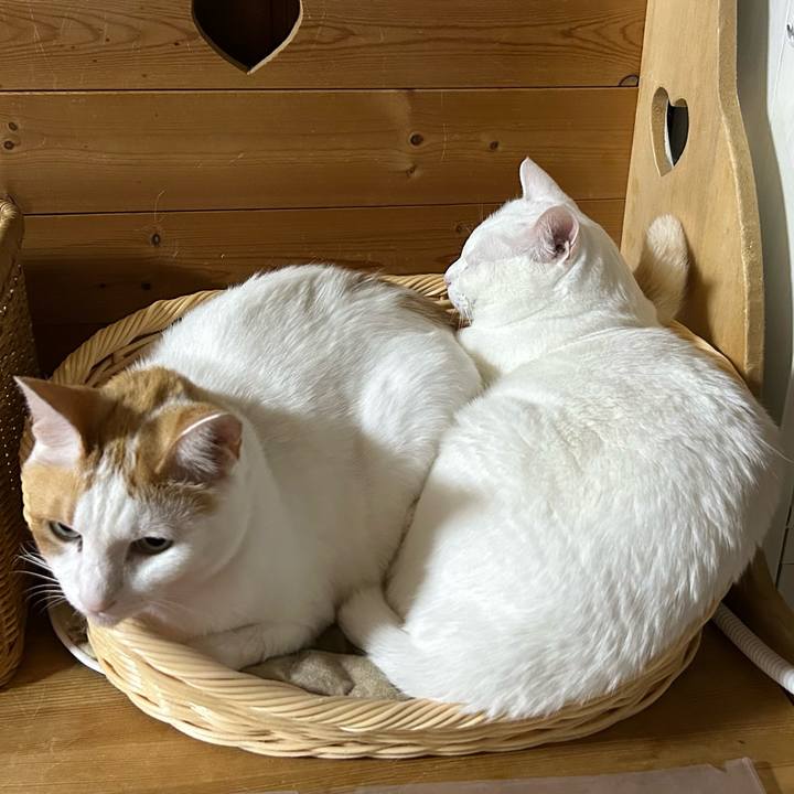 06da8091 a4ae 4a5e 8296 a8ef86459663 1685973646829