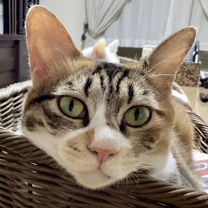 06daa653 227d 409d 85f6 1908fc9c1566 1752273241101