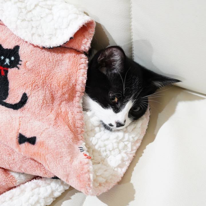 06e50cbb 3c10 4917 b517 97d35c9b5fb9 1574066246690