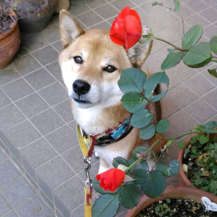 06eabf7d ceaa 4598 ad5f cf393bf290b8 1543625228241