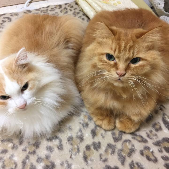 06eae9f9 7e34 49f0 93b9 afc8647a4d58 1518731060719