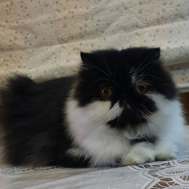 06ec91b7 85e6 4a1c 8cd4 6f3e29b58f33 1511963688972