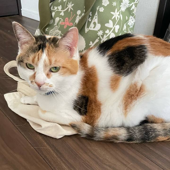 06f0bbd1 1169 43d4 b64a 375820141a66 1716853729065