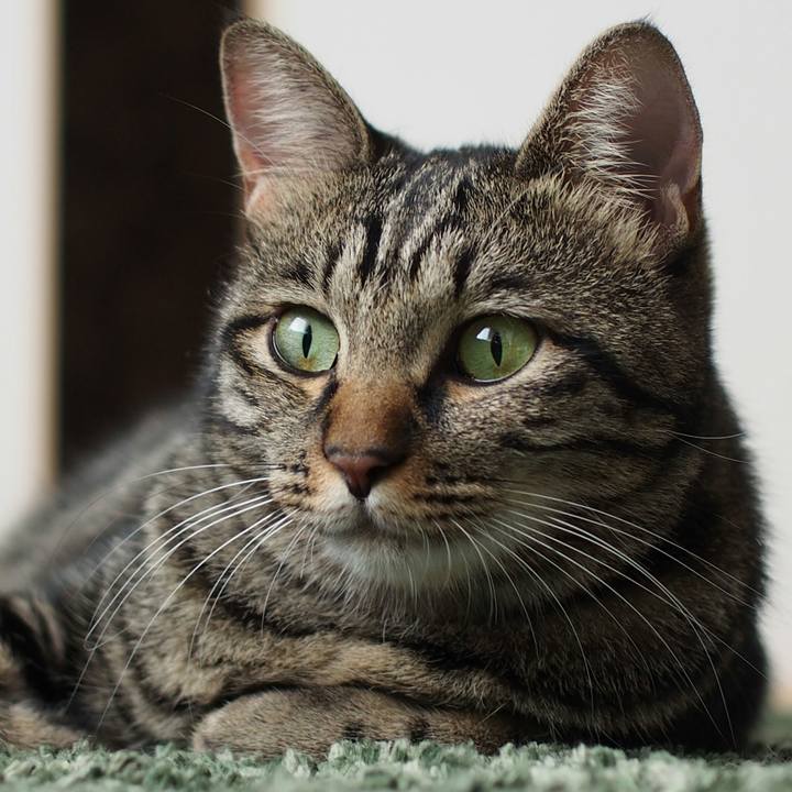 06f7079c e218 460c 97ef 581dee52b823 1538315852698